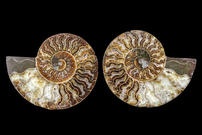 Agate Replaced Ammonite Fossil - Madagascar #162132